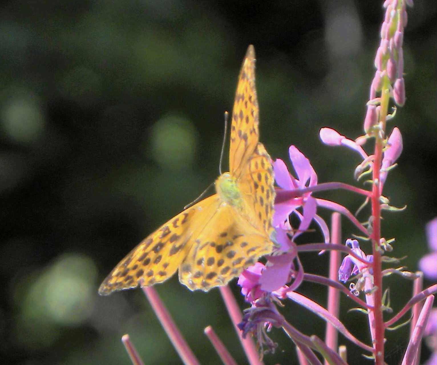 identificazione farfalla